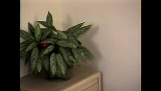 LBO - Mr Peepers Nastiest Vol7 منظر 2